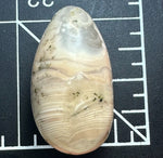 Copper Inclusion Agate