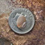 Copper Replacement Eye Agate Cabochon