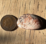 Marquette Sagenite Agate Cabochon